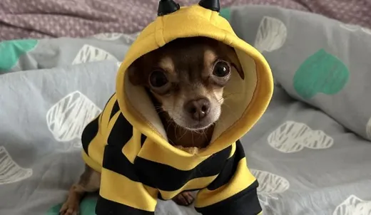 Perro chico con un disfraz de abeja cosido en casa