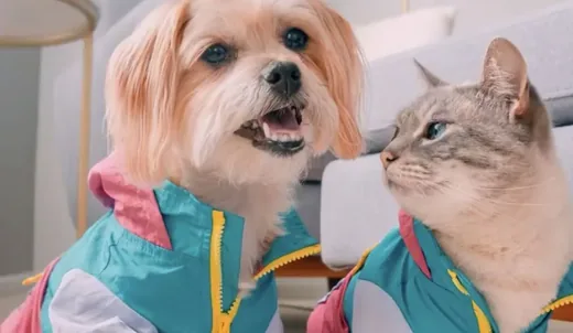 Perro y gato con conjuntos de uso diario a juego