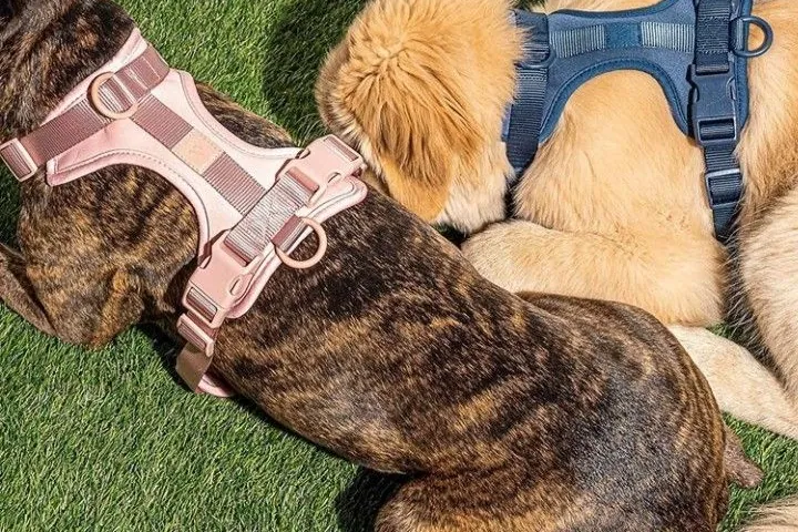 Dos perros de tamaños distintos con el mismo modelo de arnés
