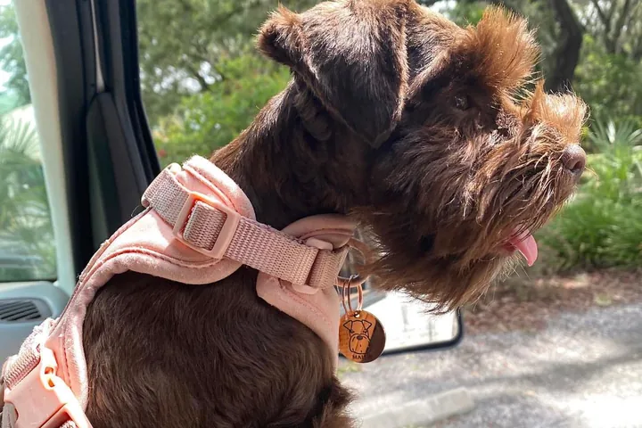 Perro con un arnés de tela rosa hecho a mano