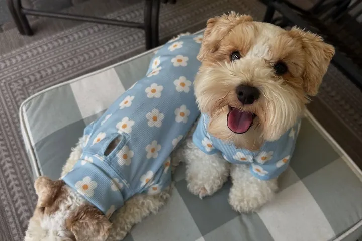 Perrita con un enterito de margaritas cosido en casa