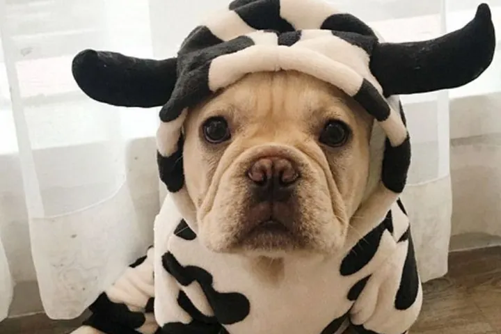 Perro con un disfraz de vaca cosido con el molde impreso