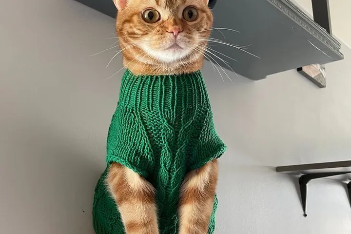 Gato con un sweater verde tejido a mano